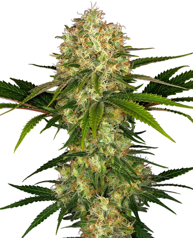 Afghani #1 Feminized