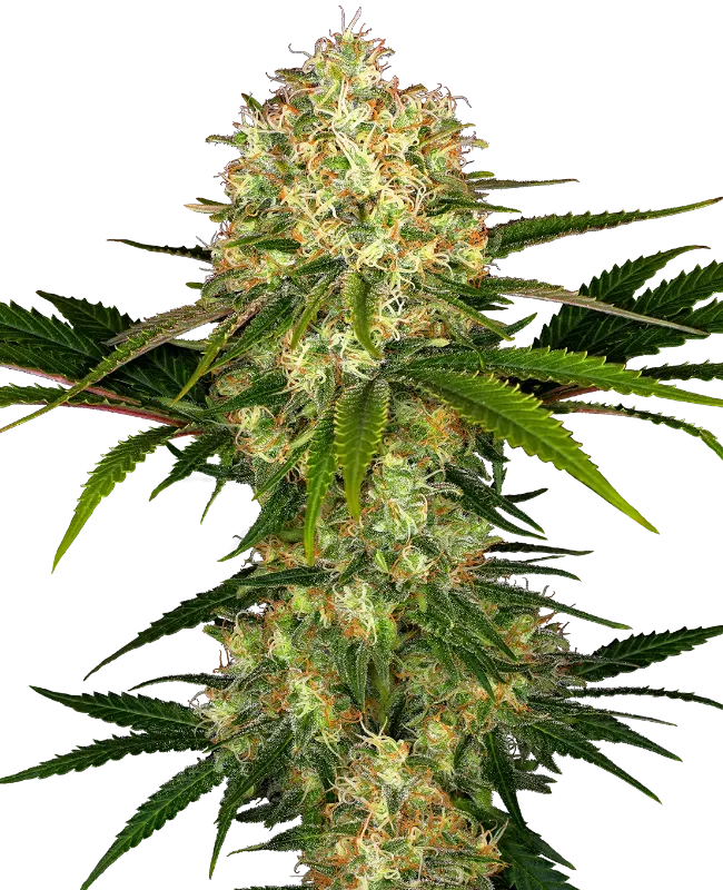Afghani #1 Regular