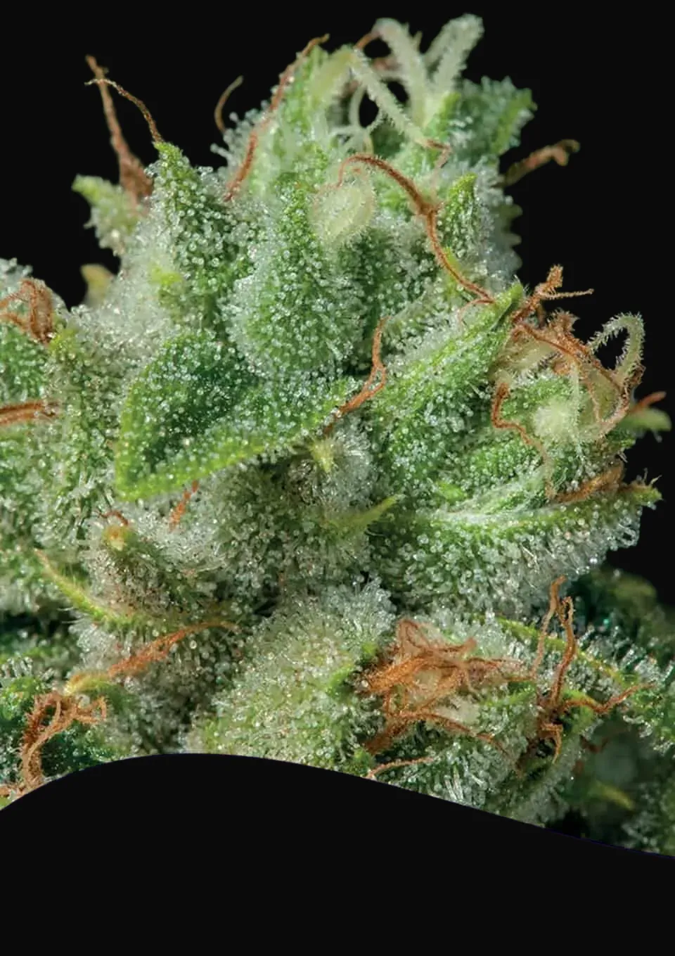 Afghanica