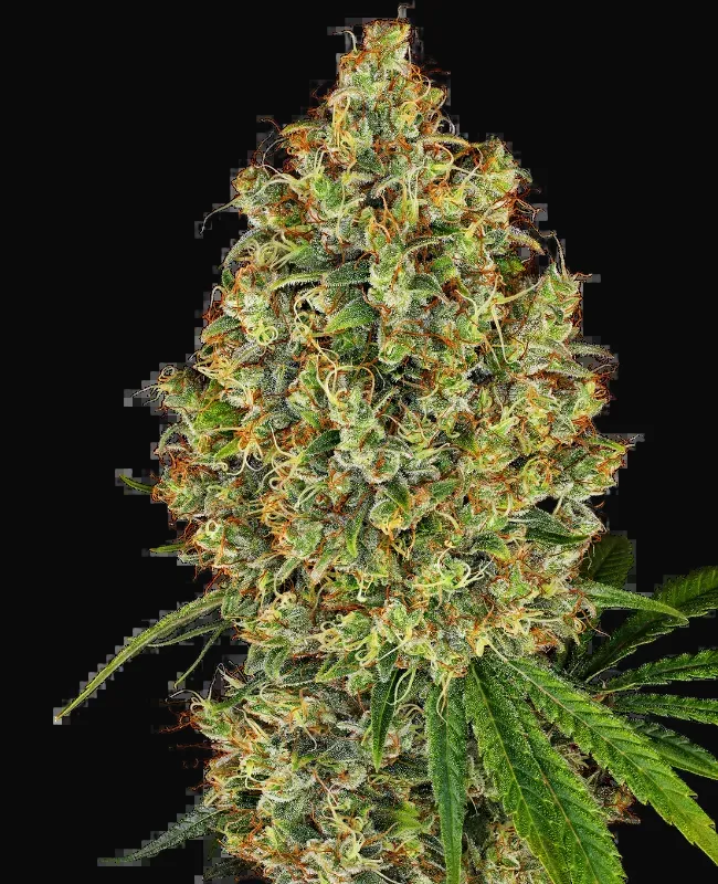 AK-420 Feminized