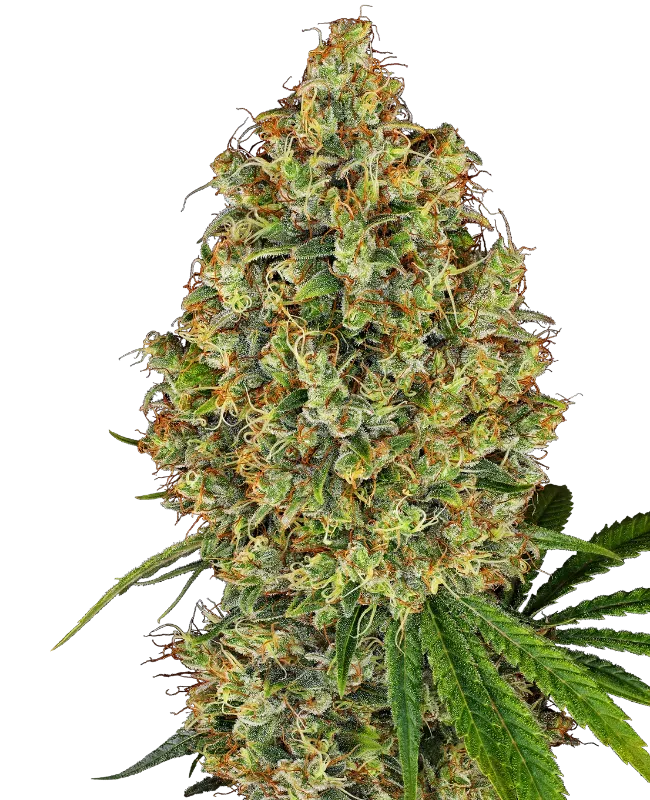 AK-420 Feminized