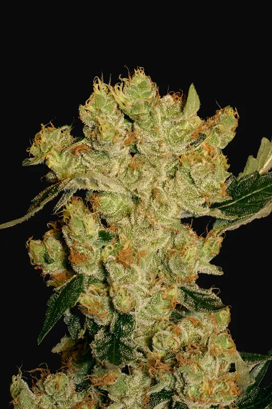AK-47 Regular