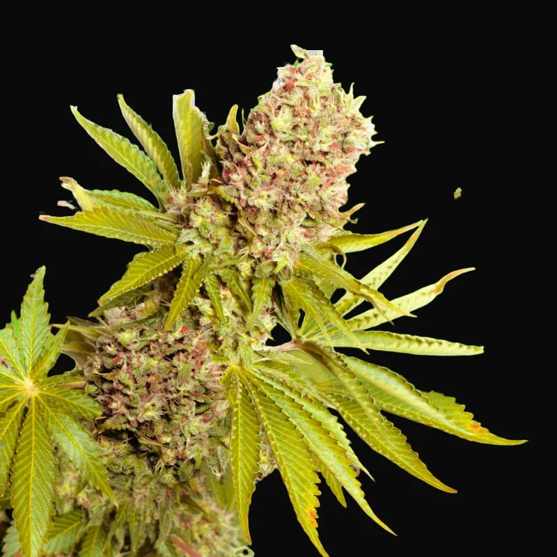 AK-48 Auto