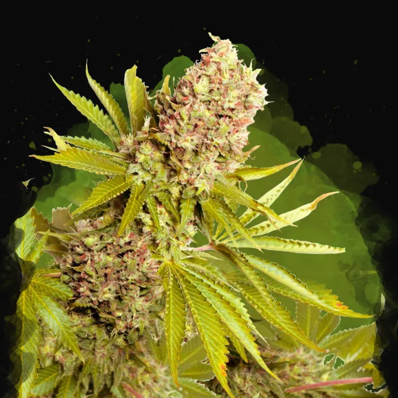 AK-48 Auto