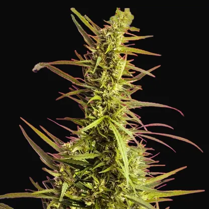 AK 48