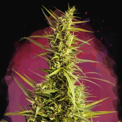 AK 48