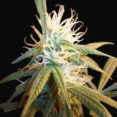 AK-48