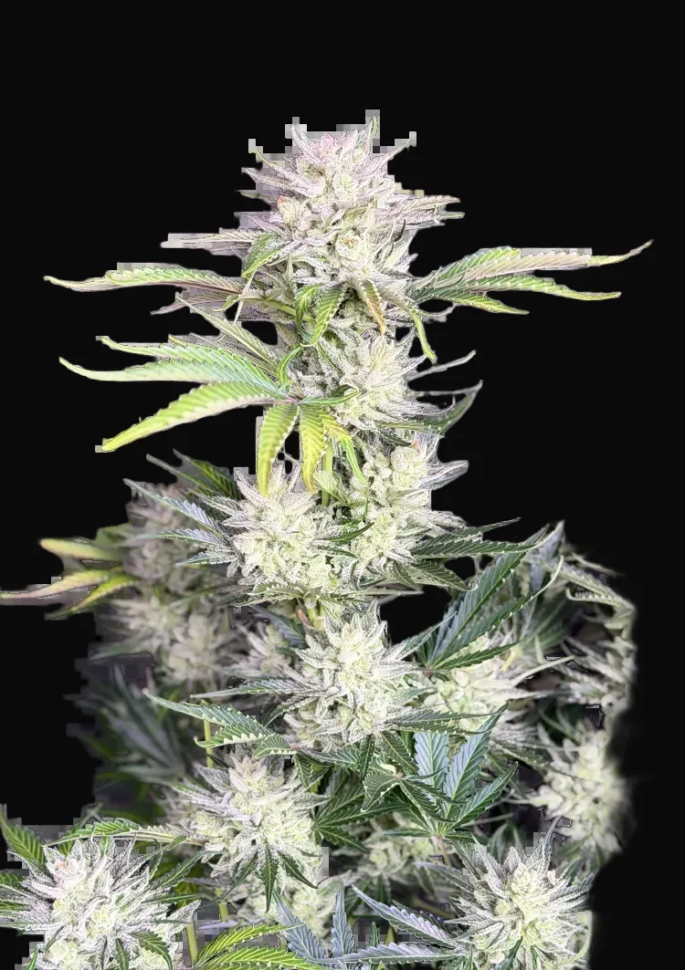 AK Auto