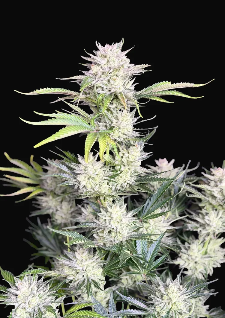 AK Auto