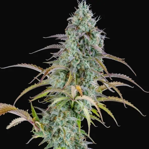 AK Auto