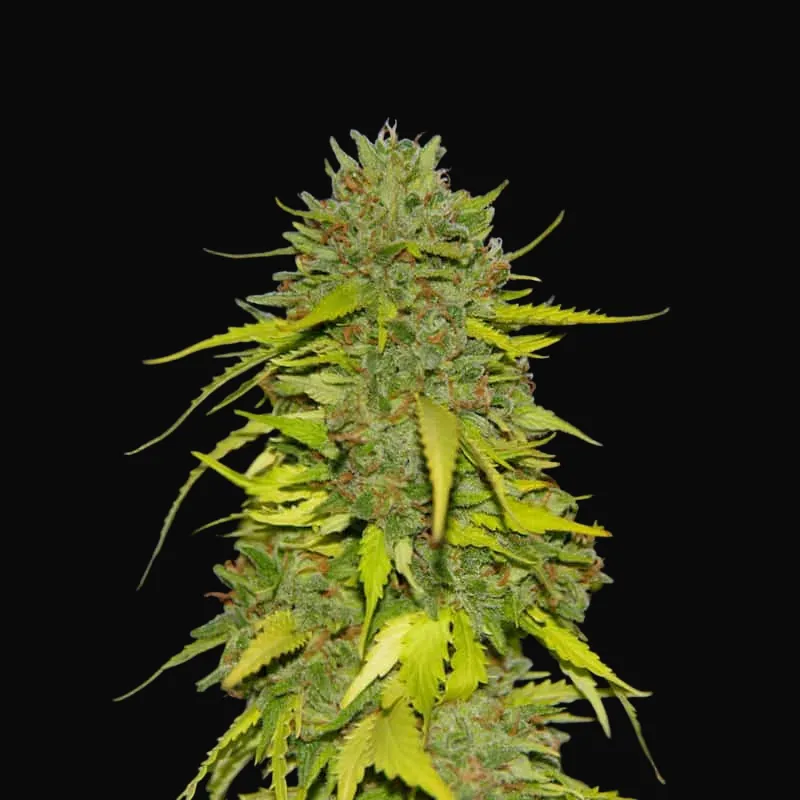 AK