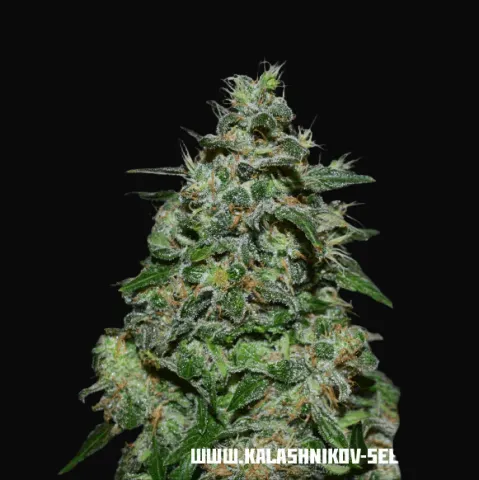 AK Kush Express