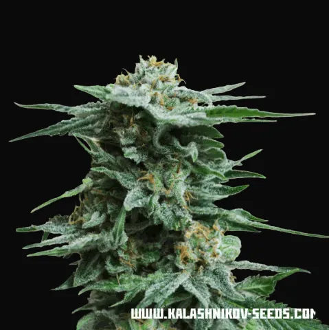 AK Kush