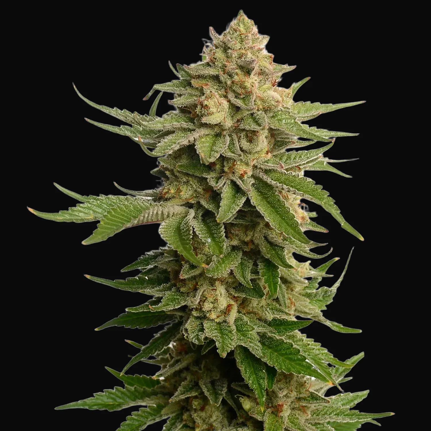 AK-OG Kush