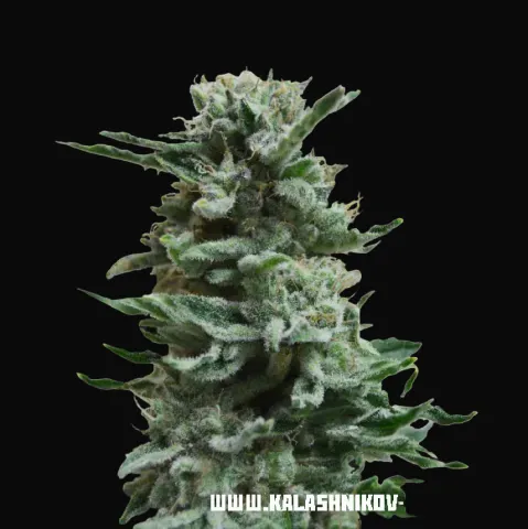 AK Skunk Auto