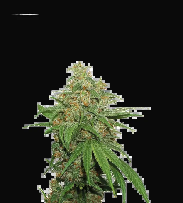 AK420 Auto