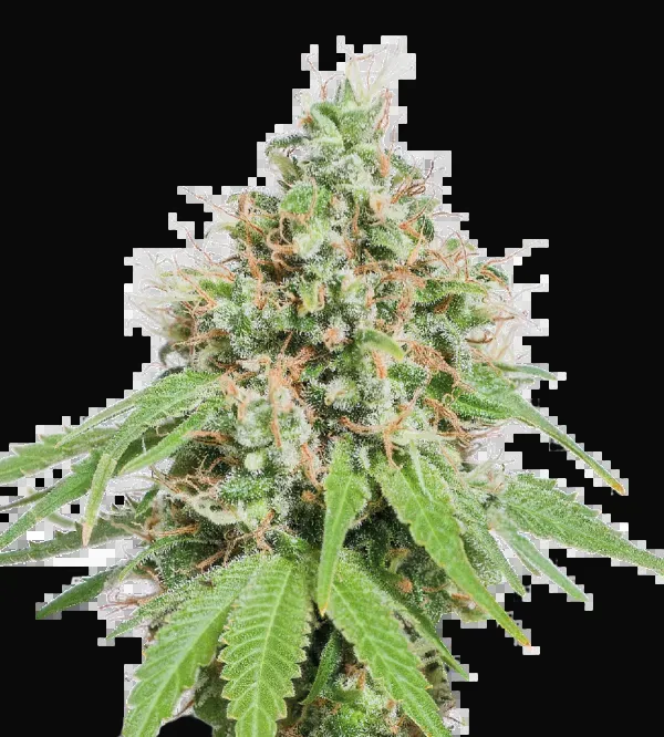AK420