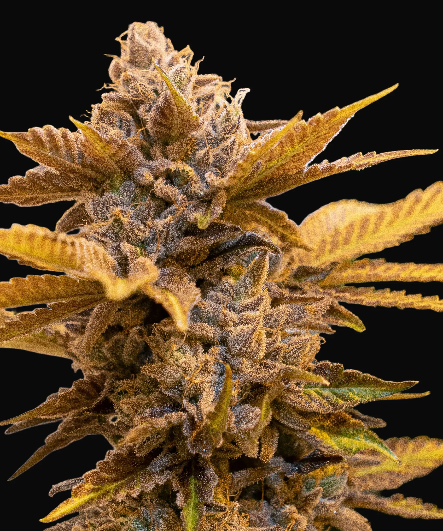 Alien Candy Kush Fast