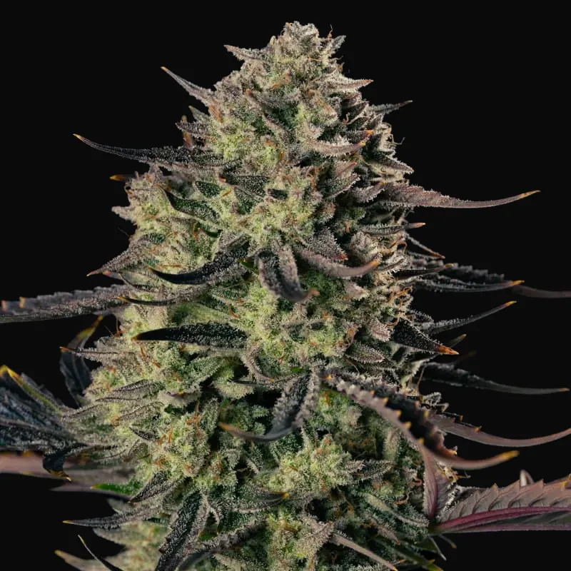 Alien Gas XXL Auto