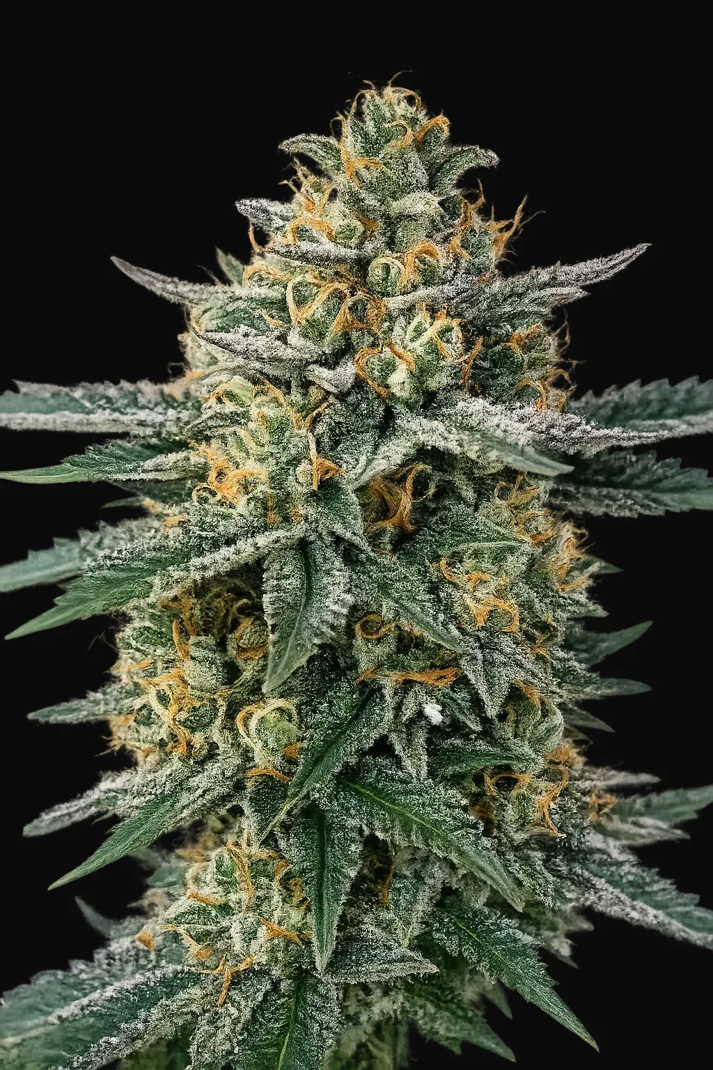 Alien OG