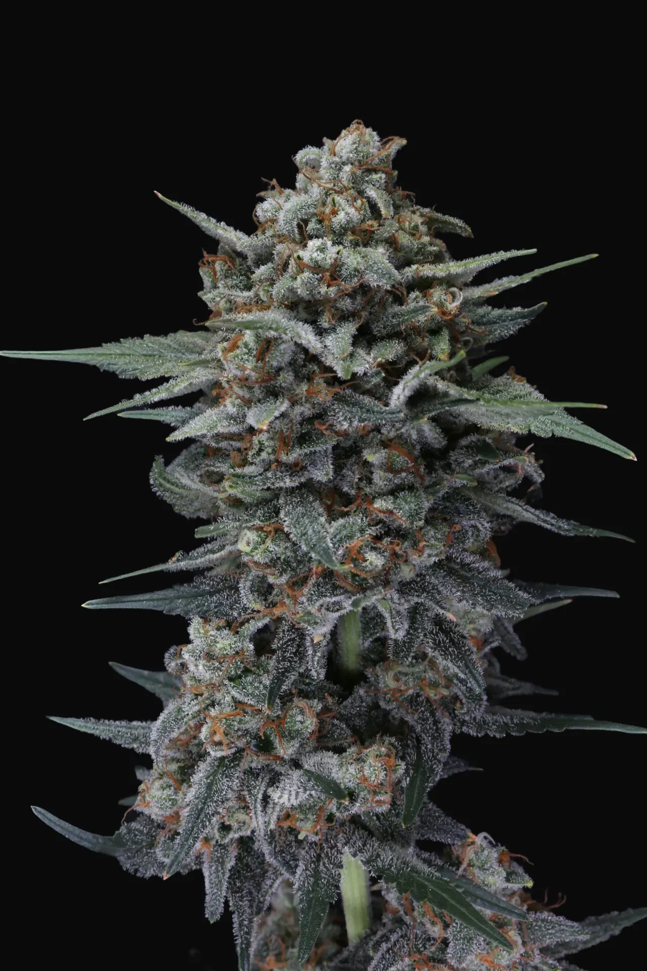 Alien Snack Auto