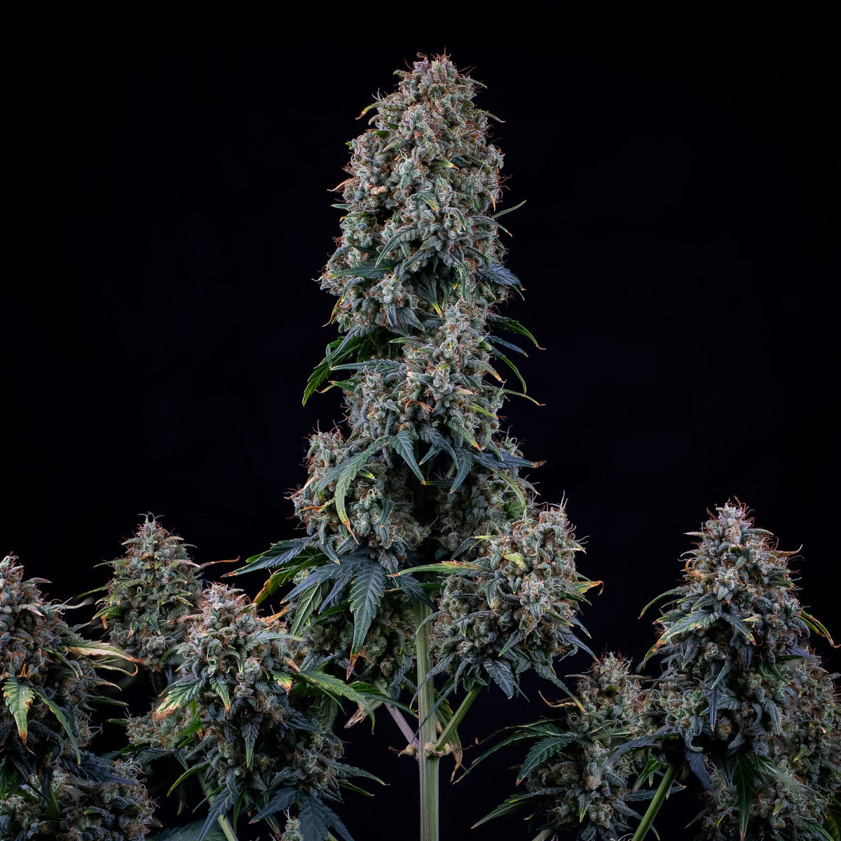 Alien vs Triangle Auto