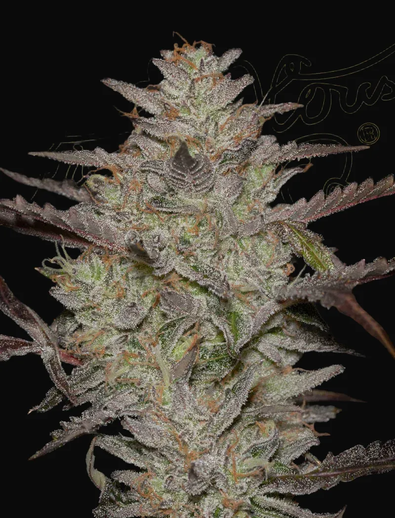AlienZ Auto