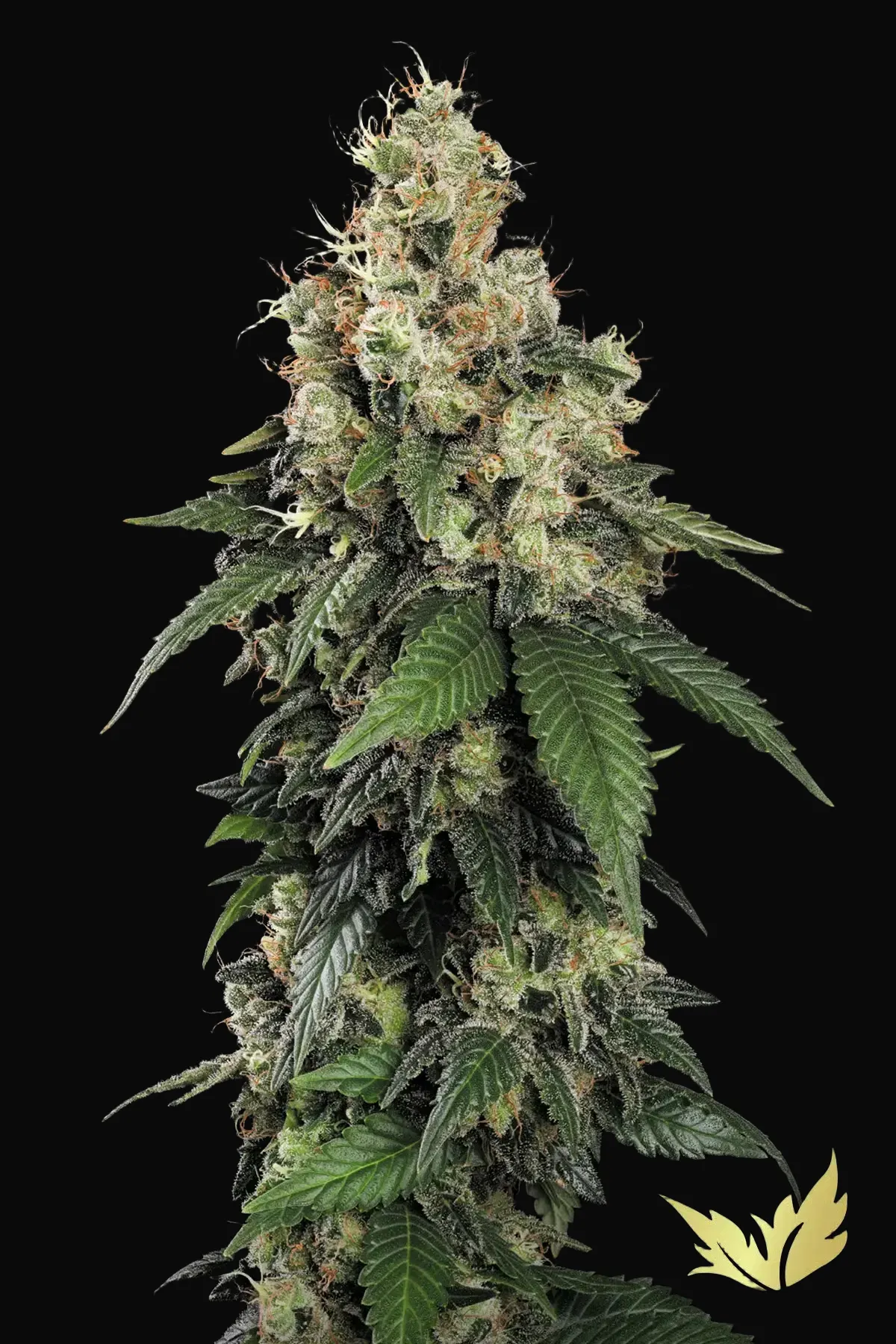 AllKush