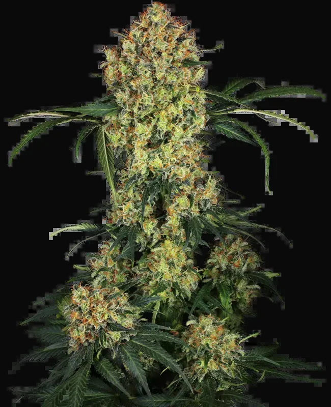 Aloha OG Feminized