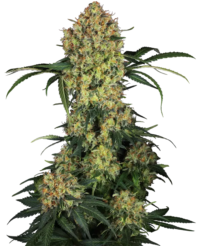 Aloha OG Feminized