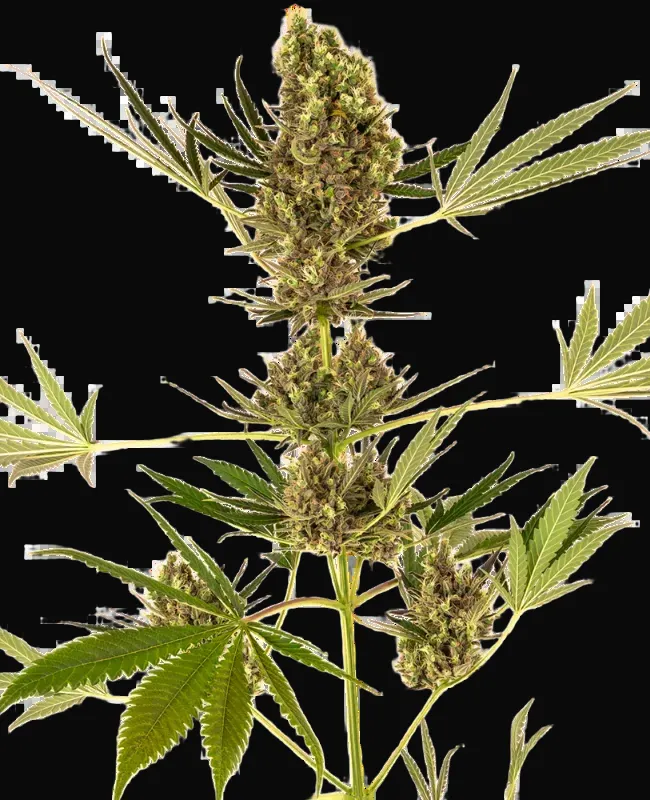 Alpine Delight CBD Automatic