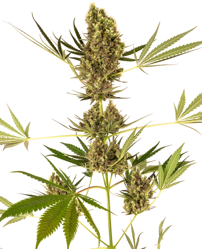 Alpine Delight CBD Automatic