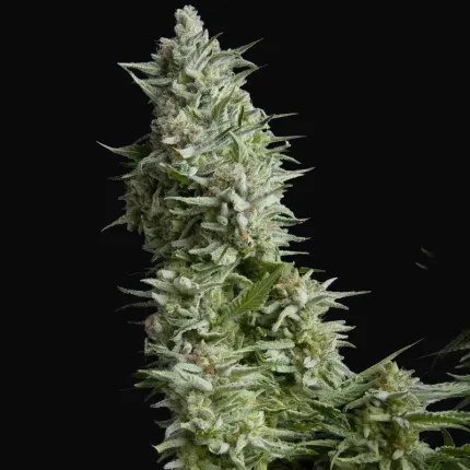 Alpujarreña