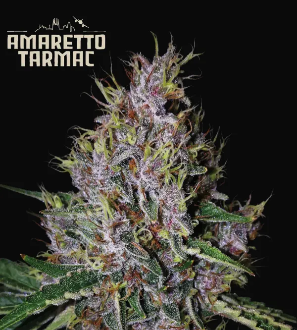 Amaretto Tarmac Auto
