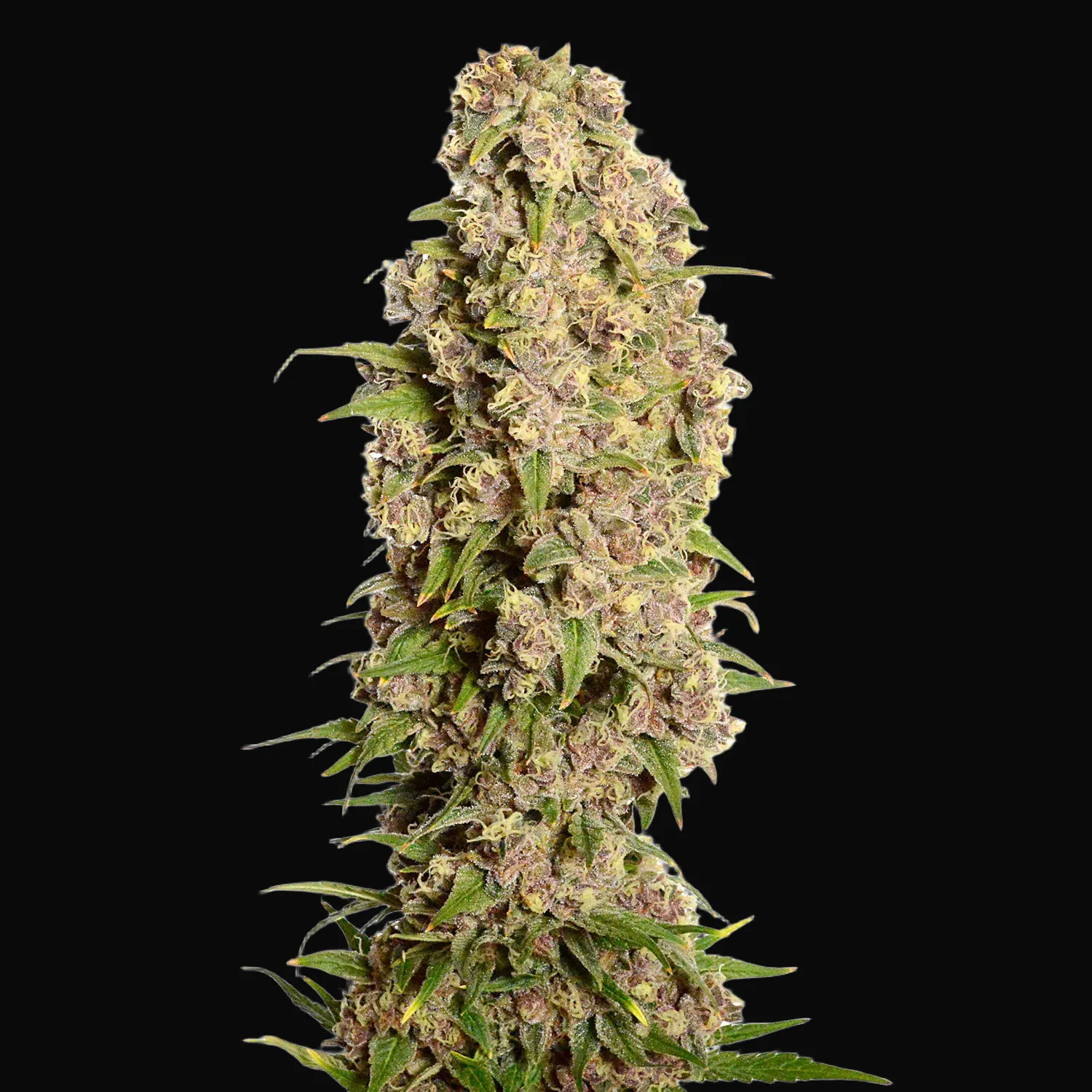 Amazing Haze