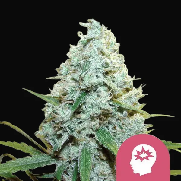 AMG – Amnesia Mac Ganja