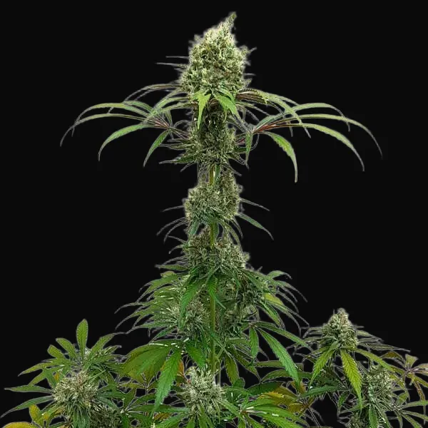 AMG – Amnesia Mac Ganja