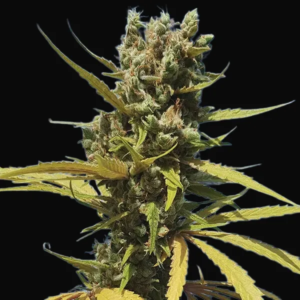 AMG – Amnesia Mac Ganja