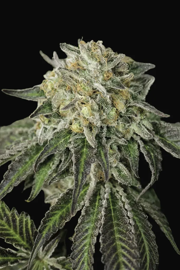 Amherst Sour Diesel