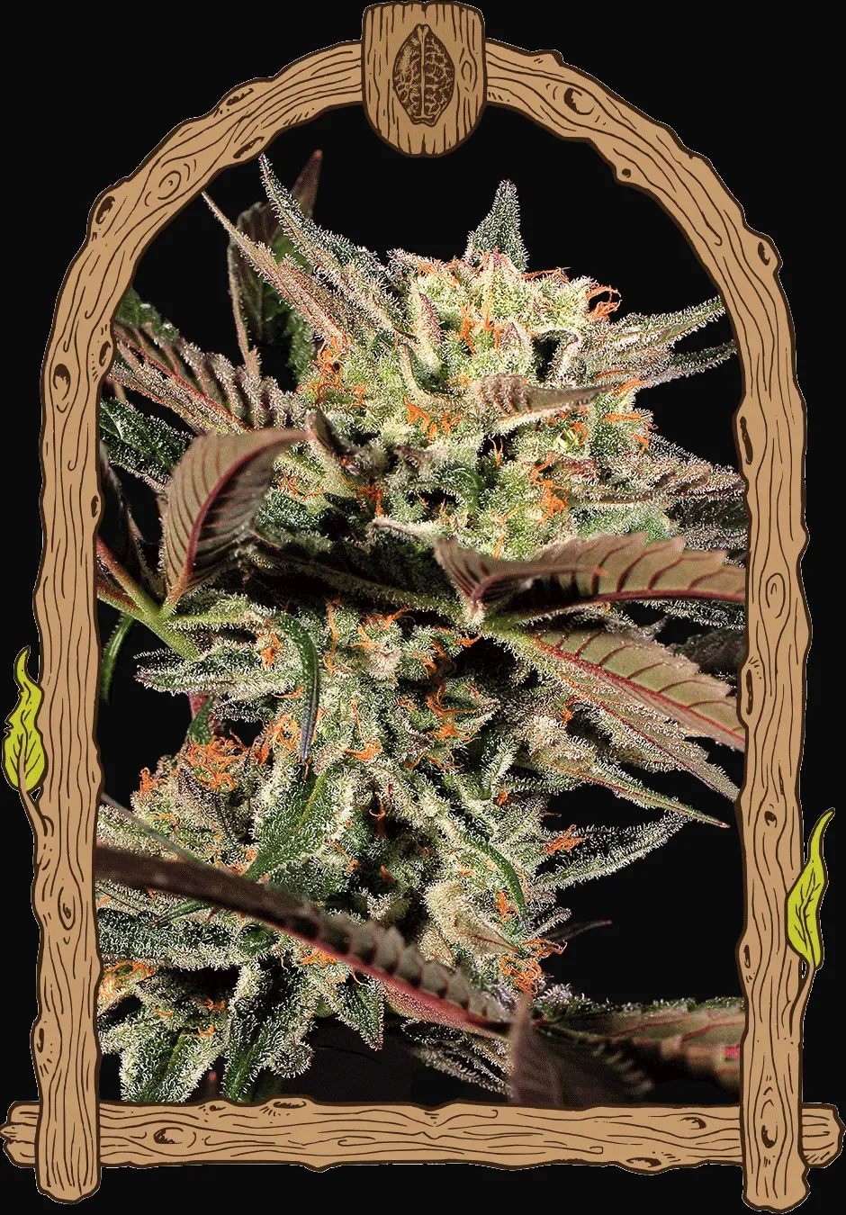 Amnesia 7