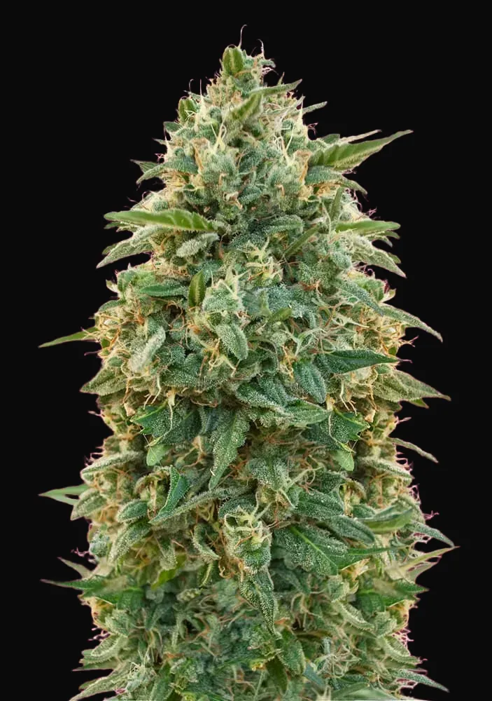 Amnesia