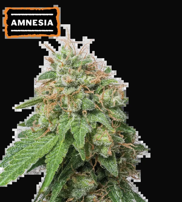 Amnesia Auto