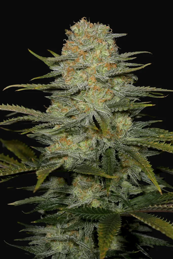 Amnesia CBD