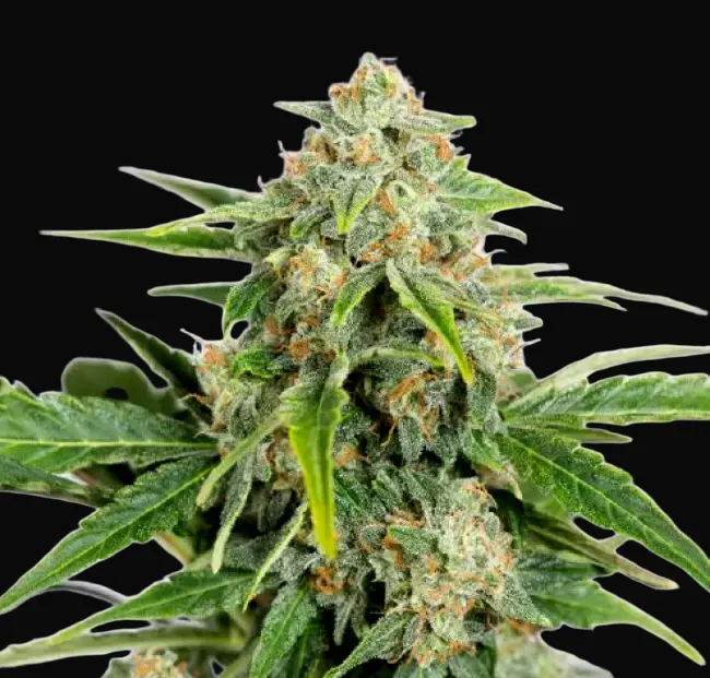 Amnesia CBD Pure Auto