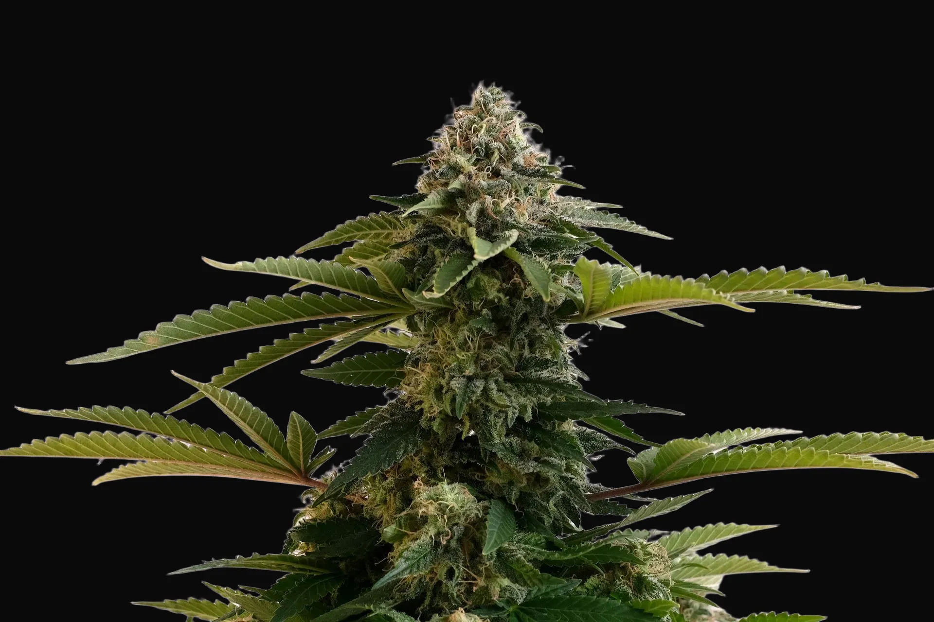 Amnesia Dream XL Auto