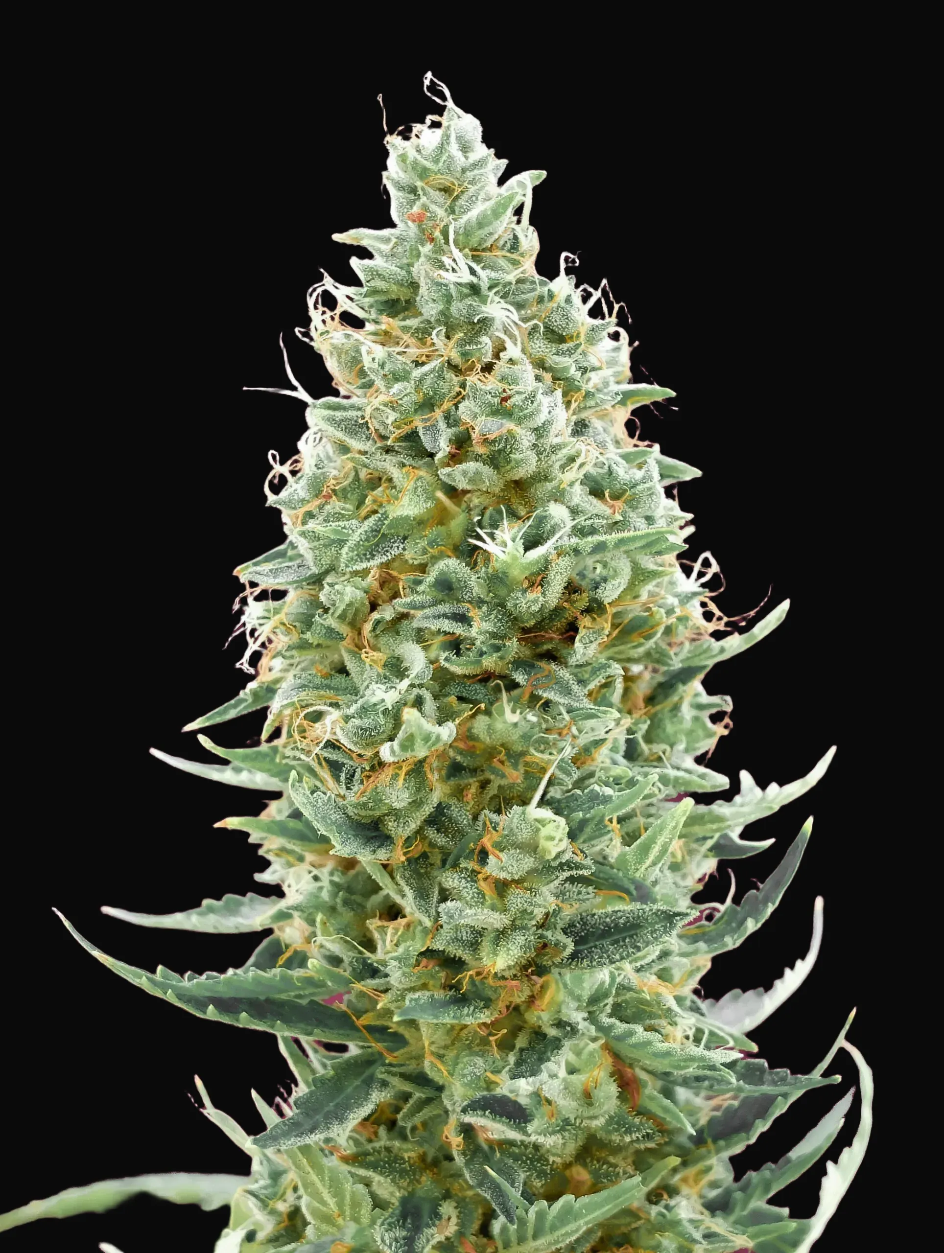 Amnesia Fast