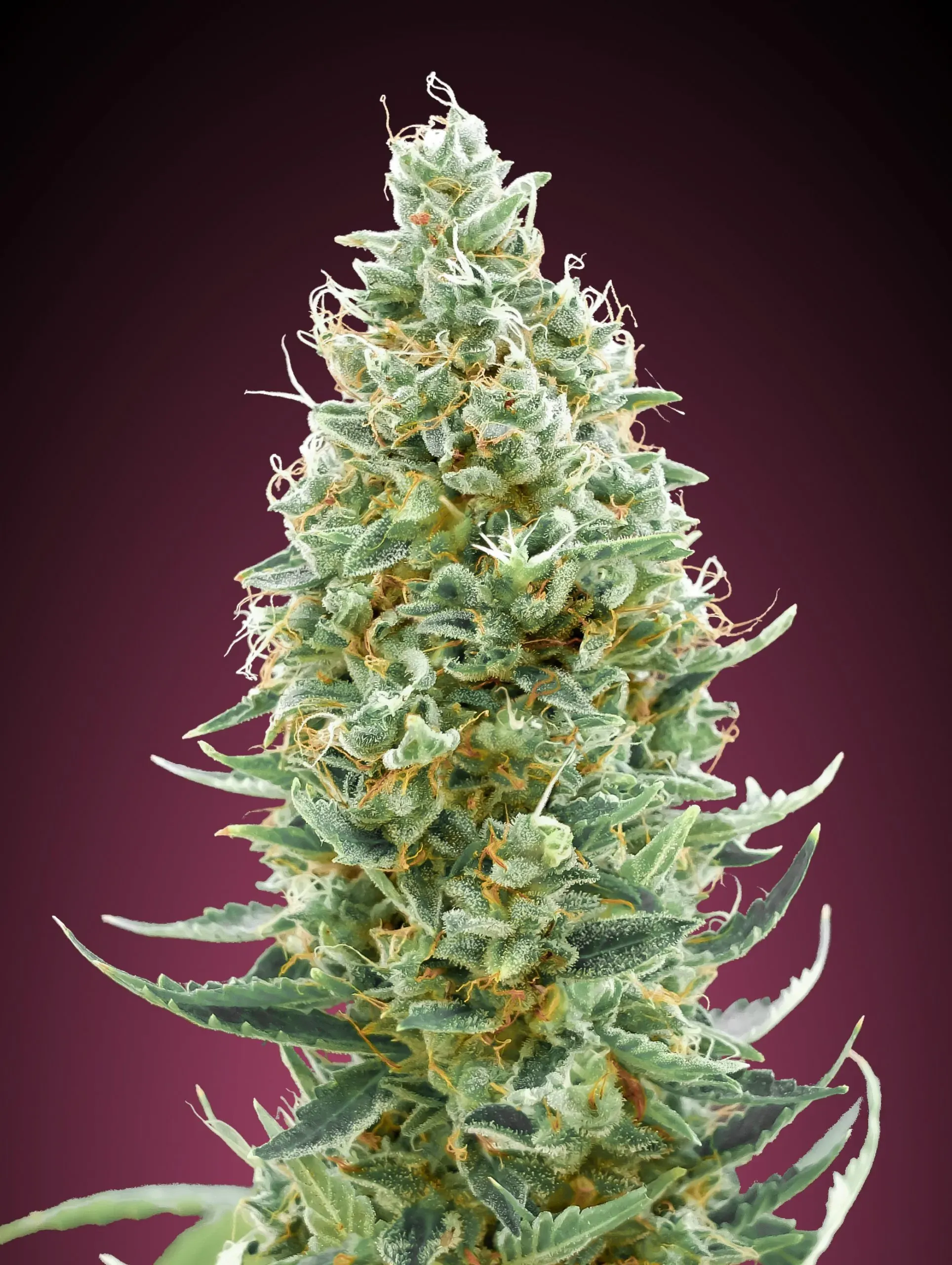 Amnesia Fast