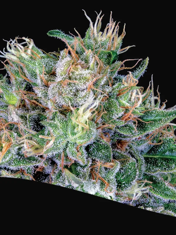 Amnesia Flash