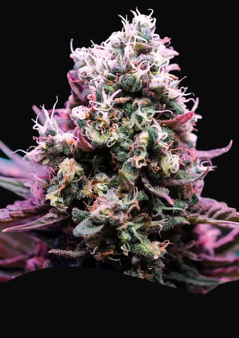Amnesia Flash Auto