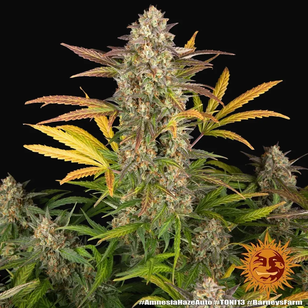 Amnesia Haze Auto